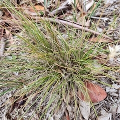 Rytidosperma sp. (Wallaby Grass) at Kingston, ACT - 27 Apr 2025 by jpittock