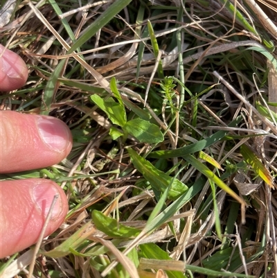 Epilobium billardiereanum (Willowherb) at Rendezvous Creek, ACT - 11 Sep 2024 by JamesVandersteen
