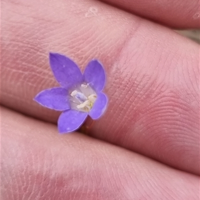 Wahlenbergia sp. (Bluebell) at Kingston, ACT - 27 Apr 2025 by jpittock