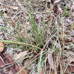 Rytidosperma sp. (Wallaby Grass) at Kingston, ACT - 27 Apr 2025 by jpittock