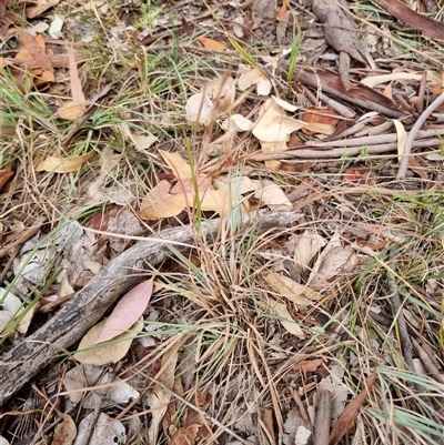 Themeda triandra (Kangaroo Grass) at Kingston, ACT - 27 Apr 2025 by jpittock