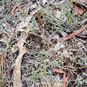 Chrysocephalum apiculatum at Kingston, ACT - 27 Apr 2025 11:17 AM