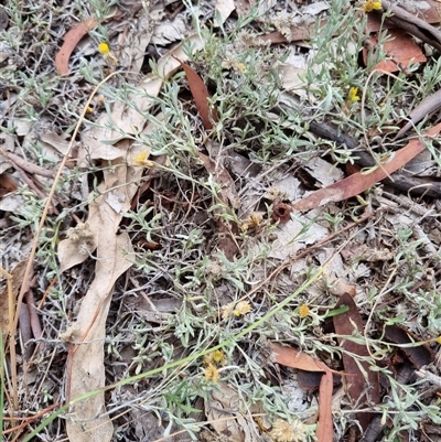 Chrysocephalum apiculatum (Common Everlasting) at Kingston, ACT - 27 Apr 2025 by jpittock