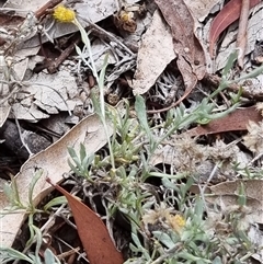Chrysocephalum apiculatum at Kingston, ACT - 27 Apr 2025 11:17 AM