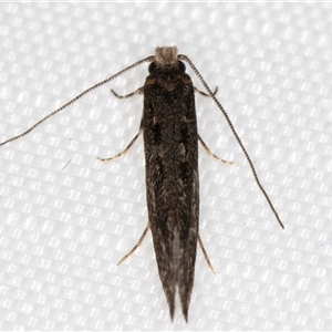 Tinea undescribed species at Melba, ACT - 23 Apr 2025 11:49 PM