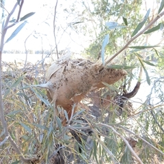 Unverified at suppressed - suppressed