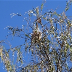 Unverified at suppressed - suppressed