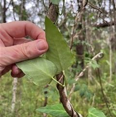 Unverified at suppressed - suppressed