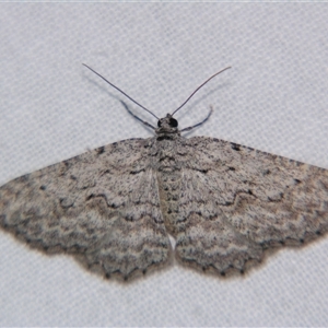 Psilosticha absorpta at Bolivia, NSW - suppressed