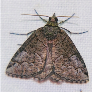 Austroterpna ideographa at Bolivia, NSW - suppressed