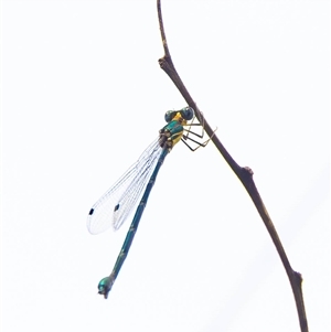 Synlestes weyersii at Cobark, NSW - 31 Mar 2025 09:41 AM