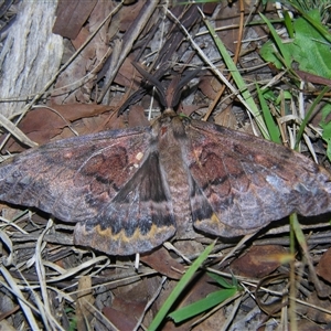 Chelepteryx collesi at Bolivia, NSW - suppressed