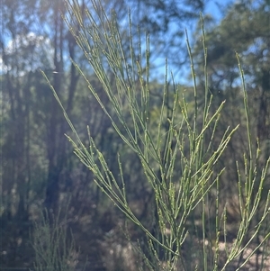 Exocarpos strictus at Uriarra Village, ACT - 25 Apr 2025 10:37 AM