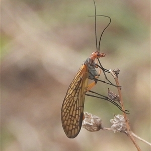Chorista australis at Kenny, ACT - 27 Apr 2025 11:43 AM