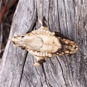 Trichosurus vulpecula at Acton, ACT - 25 Feb 2025 12:09 PM