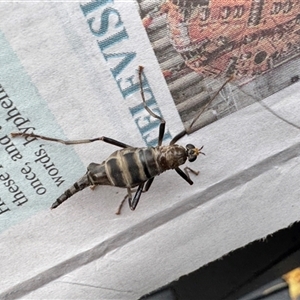Boreoides subulatus at Emerald, VIC - suppressed