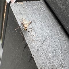 Boreoides subulatus at Emerald, VIC - suppressed