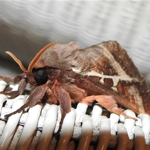 Oxycanus dirempta at Emerald, VIC - suppressed