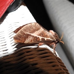 Oxycanus dirempta at Emerald, VIC - suppressed
