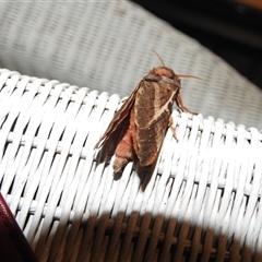 Oxycanus dirempta at Emerald, VIC - suppressed