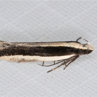 Macrenches clerica (Gelechiidae) at Melba, ACT - 26 Apr 2025 by kasiaaus