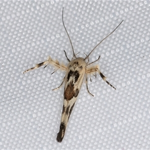 Stathmopoda melanochra at Melba, ACT - 26 Apr 2025 11:09 PM