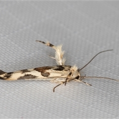 Stathmopoda melanochra at Melba, ACT - 26 Apr 2025 11:09 PM