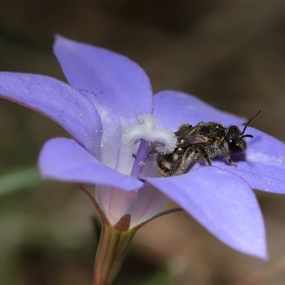 Lasioglossum (Chilalictus) sp. (genus & subgenus) (Halictid bee) at Molonglo, ACT - 24 Apr 2025 by TimL