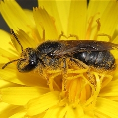 Lasioglossum (Chilalictus) sp. (genus & subgenus) (Halictid bee) at Molonglo, ACT - 24 Apr 2025 by TimL