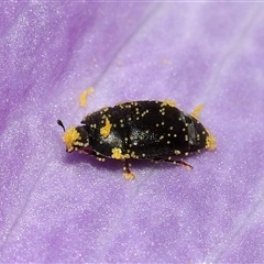 Unverified Beetle (Coleoptera) at Acton, ACT - 25 Apr 2025 by TimL