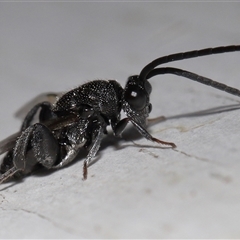 Unverified Parasitic wasp (numerous families) at Molonglo, ACT - 24 Apr 2025 by TimL