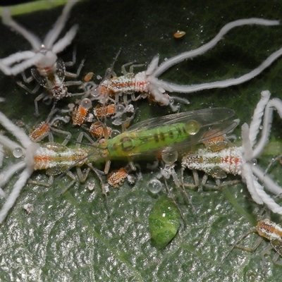 Protyora sterculiae (Kurrajong star psyllid) at Acton, ACT - 25 Apr 2025 by TimL