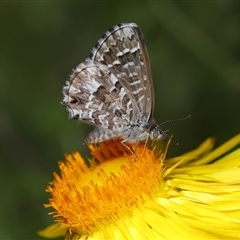 Unverified Blue or Copper (Lycaenidae) at Acton, ACT - 25 Apr 2025 by TimL