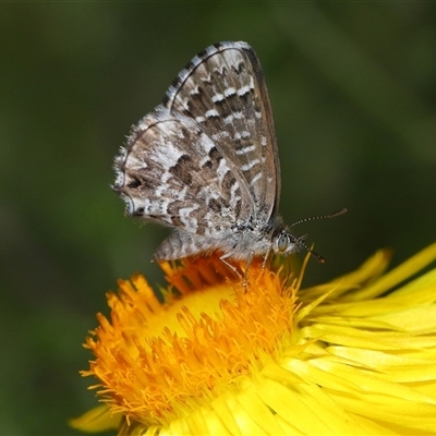 Unverified Blue or Copper (Lycaenidae) at Acton, ACT - 25 Apr 2025 by TimL