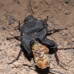 Unverified Beetle (Coleoptera) at Acton, ACT - 27 Apr 2025 by TimL