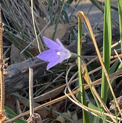 Wahlenbergia sp. (Bluebell) at Higgins, ACT - 27 Apr 2025 by Jennybach