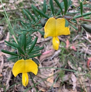 Gompholobium latifolium at Bucketty, NSW - 30 Aug 2021 10:00 AM