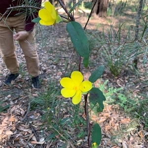 Hibbertia dentata at Bucketty, NSW - 6 Sep 2021 10:00 AM