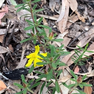 Hibbertia obtusifolia at Bucketty, NSW - 16 Sep 2021 10:00 AM