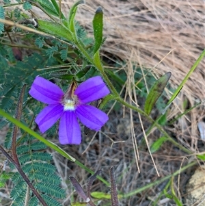 Scaevola ramosissima at Bucketty, NSW - 19 Sep 2021 10:00 AM