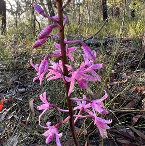 Dipodium roseum at Bucketty, NSW - suppressed