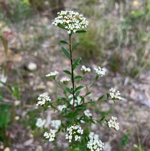 Platysace lanceolata at Bucketty, NSW - 17 Dec 2021 11:00 AM