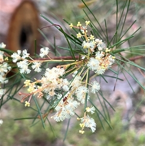 Acacia linifolia at Bucketty, NSW - 23 Dec 2021 11:00 AM