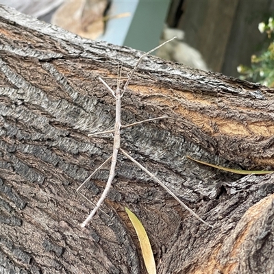 Acrophylla titan (Titan Stick Insect) at Corrowong, NSW - 27 Apr 2025 by BlackFlat