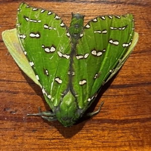 Unverified Moth (Lepidoptera) at Jiggi, NSW - 18 Mar 2025 by Taulangau
