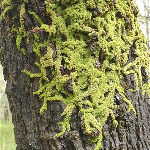 Unverified Lichen, Moss or other Bryophyte by MazzV