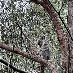 Phascolarctos cinereus (Koala) at Bucketty, NSW - 1 Nov 2021 by MartinPredavec