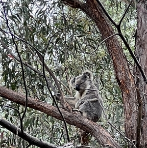 Phascolarctos cinereus at Bucketty, NSW - 1 Nov 2021 11:00 AM
