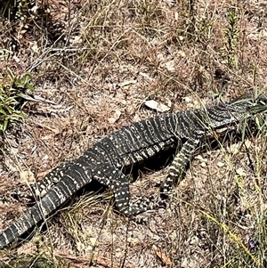 Varanus varius at Bucketty, NSW - suppressed