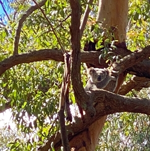 Phascolarctos cinereus at Bucketty, NSW - 24 Sep 2021 10:00 AM